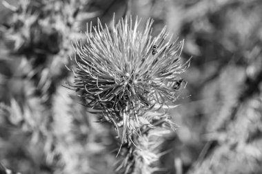 Arkaplan otlağında güzel yetişen çiçek kökü dikenli devedikeni. Çiçek kökü dikeninden çim çayırına kadar uzanan fotograf. Meadow kırsalında çiçek kökü dikenli dikenli devedikeni.