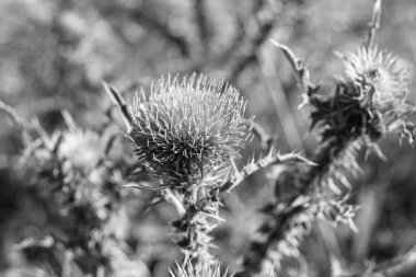 Arkaplan otlağında güzel yetişen çiçek kökü dikenli devedikeni. Çiçek kökü dikeninden çim çayırına kadar uzanan fotograf. Meadow kırsalında çiçek kökü dikenli dikenli devedikeni.