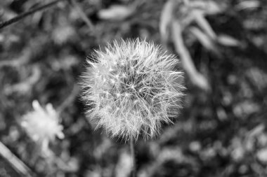 Arka planda büyüyen güzel çiçek tohumu karahindiba, yabani çiçek tohumu karahindibasından çim çayırına, kırsalda büyüyen yabani çiçek tohumu karahindibasından oluşan fotoğraf.