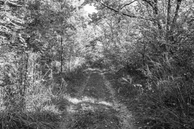 Tema üzerine fotoğrafçılık Vahşi Orman 'daki güzel patika, Vahşi Orman' a uzanan kırsal yaya yolu, İnsansız Orman 'a giden yol, Vahşi Orman' daki yaya yolu, Bu doğal doğa