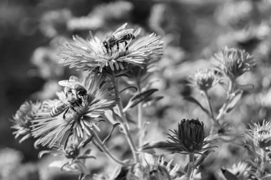 Arka planda yaban arısı kanatlı güzel bir arı, yabani çiçeklerden oluşan bir fotoğraf. Arı otlağa doğru yavaşça uçuyor bal için nektar topluyor, kır otlaklarında yabani bir çiçek arısı.