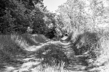Tema üzerine fotoğrafçılık Vahşi Orman 'daki güzel patika, Vahşi Orman' a uzanan kırsal yaya yolu, İnsansız Orman 'a giden yol, Vahşi Orman' daki yaya yolu, Bu doğal doğa