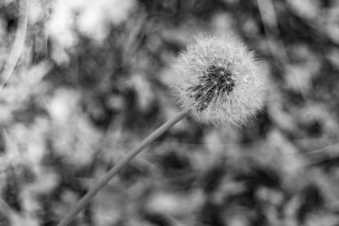 Arka planda büyüyen güzel çiçek tohumu karahindiba, yabani çiçek tohumu karahindibasından çim çayırına, kırsalda büyüyen yabani çiçek tohumu karahindibasından oluşan fotoğraf.