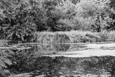 Kırsal kesimde yetişen güzel ot sazları renkli arka planda yetişiyor. Islak sularda vahşi ot bataklık kamışları, doğadan gelen uzun çimen kamışları.