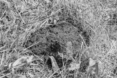 Tema üzerine fotoğraf. Taze inek gübresi gübresi gübresi gübresi. Gübre gübresi doğadan gelir.