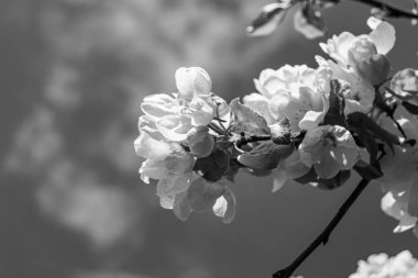 Tema üzerine fotoğraf: Temiz gökyüzü altında doğal yaprakları olan güzel meyve dalı elma ağacı, kırsal alanda meyve dalı elma ağacı, büyük bahçede çiçek dalı elma ağacı.