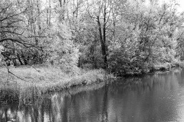 Kırsal kesimde yetişen güzel ot sazları renkli arka planda yetişiyor. Islak sularda vahşi ot bataklık kamışları, doğadan gelen uzun çimen kamışları.