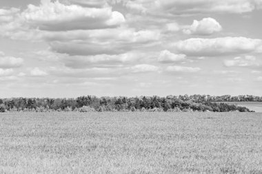 Renkli doğal arka plan üzerine köy çayırında güzel bir ufuk manzarası, uzun çayırdaki çayır köyünde ufuk manzarası, hayvan için köy otlağındaki ufuk doğa manzarası.