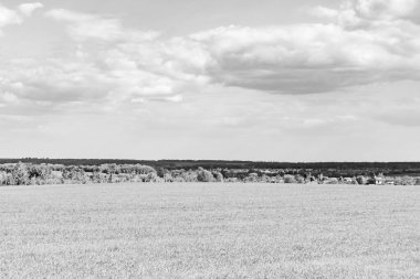 Renkli doğal arka plan üzerine köy çayırında güzel bir ufuk manzarası, uzun çayırdaki çayır köyünde ufuk manzarası, hayvan için köy otlağındaki ufuk doğa manzarası.