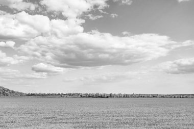 Renkli doğal arka plan üzerine köy çayırında güzel bir ufuk manzarası, uzun çayırdaki çayır köyünde ufuk manzarası, hayvan için köy otlağındaki ufuk doğa manzarası.