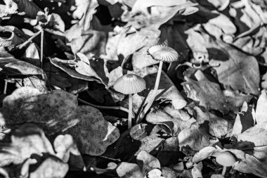 Ormanda yaprakların üzerinde büyük ve güzel zehirli mantar teması için fotoğraf, doğal zehirli mantarlardan ormanlara kadar fotoğraf, büyük ormanlarda zehirli mantarlar.