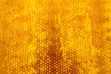 Altın nektarla dolu altıgen bal peteklerinden arı damlayan bal damlası, bal peteği yaz kompozisyonu doğal bal damlası, balmumu çerçeve arısına damlayan bal damlası, bal peteğine damlayan bal damlası