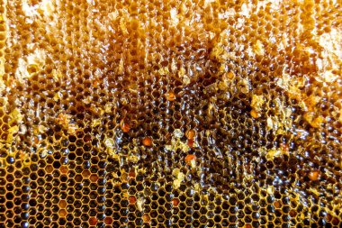 Altın nektarla dolu altıgen bal peteklerinden arı damlayan bal damlası, bal peteği yaz kompozisyonu doğal bal damlası, balmumu çerçeve arısına damlayan bal damlası, bal peteğine damlayan bal damlası