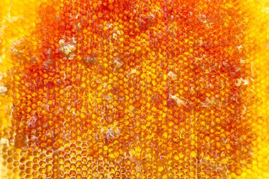 Altın nektarla dolu altıgen bal peteklerinden arı damlayan bal damlası, bal peteği yaz kompozisyonu doğal bal damlası, balmumu çerçeve arısına damlayan bal damlası, bal peteğine damlayan bal damlası