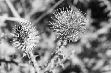 Arkaplan otlağında güzel yetişen çiçek kökü dikenli devedikeni. Çiçek kökü dikeninden çim çayırına kadar uzanan fotograf. Meadow kırsalında çiçek kökü dikenli dikenli devedikeni.