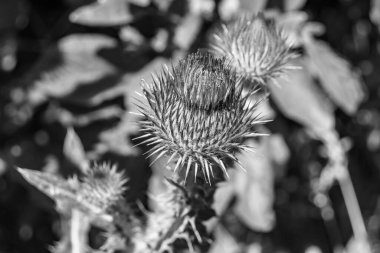 Arkaplan otlağında güzel yetişen çiçek kökü dikenli devedikeni. Çiçek kökü dikeninden çim çayırına kadar uzanan fotograf. Meadow kırsalında çiçek kökü dikenli dikenli devedikeni.