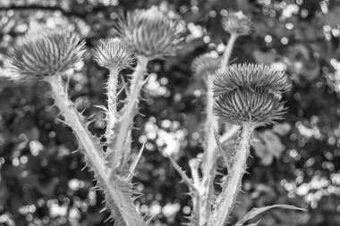 Arkaplan otlağında güzel yetişen çiçek kökü dikenli devedikeni. Çiçek kökü dikeninden çim çayırına kadar uzanan fotograf. Meadow kırsalında çiçek kökü dikenli dikenli devedikeni.