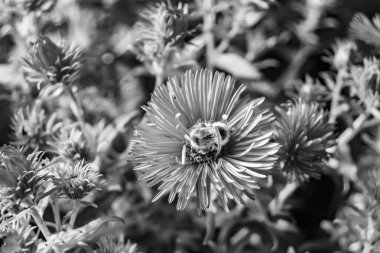 Arka planda yaban arısı kanatlı güzel bir arı, yabani çiçeklerden oluşan bir fotoğraf. Arı otlağa doğru yavaşça uçuyor bal için nektar topluyor, kır otlaklarında yabani bir çiçek arısı.