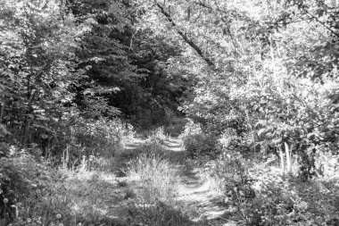 Tema üzerine fotoğrafçılık Vahşi Orman 'daki güzel patika, Vahşi Orman' a uzanan kırsal yaya yolu, İnsansız Orman 'a giden yol, Vahşi Orman' daki yaya yolu, Bu doğal doğa