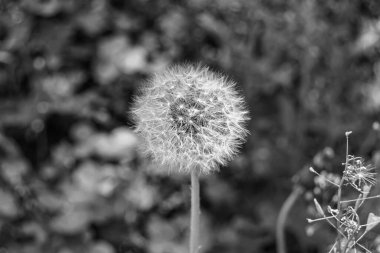 Arka planda büyüyen güzel çiçek tohumu karahindiba, yabani çiçek tohumu karahindibasından çim çayırına, kırsalda büyüyen yabani çiçek tohumu karahindibasından oluşan fotoğraf.