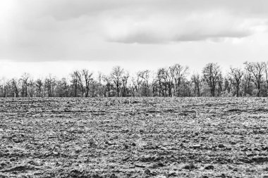 Organik hasat için büyük boş tarla fotoğrafları, gökyüzü arka planında hasat için büyük boş tarım tarlalarından oluşan fotoğraf, bu sonbahar mevsiminde hasat için boş tarla.