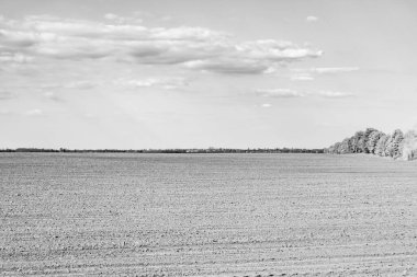 Organik hasat için büyük boş tarla fotoğrafları, gökyüzü arka planında hasat için büyük boş tarım tarlalarından oluşan fotoğraf, bu sonbahar mevsiminde hasat için boş tarla.
