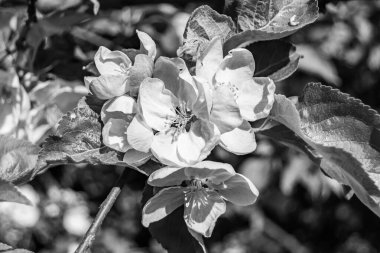 Tema üzerine fotoğraf: Temiz gökyüzü altında doğal yaprakları olan güzel meyve dalı elma ağacı, kırsal alanda meyve dalı elma ağacı, büyük bahçede çiçek dalı elma ağacı.