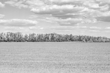 Renkli doğal arka plan üzerine köy çayırında güzel bir ufuk manzarası, uzun çayırdaki çayır köyünde ufuk manzarası, hayvan için köy otlağındaki ufuk doğa manzarası.