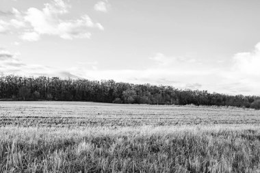 Organik hasat için büyük boş tarla fotoğrafları, gökyüzü arka planında hasat için büyük boş tarım tarlalarından oluşan fotoğraf, bu sonbahar mevsiminde hasat için boş tarla.
