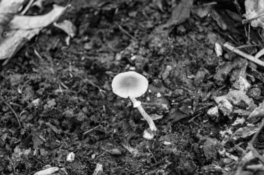 Ormanda yaprakların üzerinde büyük ve güzel zehirli mantar teması için fotoğraf, doğal zehirli mantarlardan ormanlara kadar fotoğraf, büyük ormanlarda zehirli mantarlar.