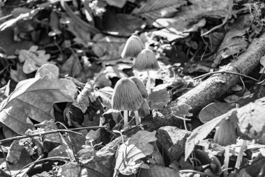 Ormanda yaprakların üzerinde büyük ve güzel zehirli mantar teması için fotoğraf, doğal zehirli mantarlardan ormanlara kadar fotoğraf, büyük ormanlarda zehirli mantarlar.