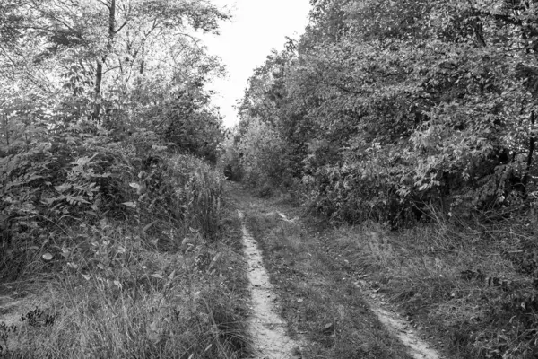 Tema üzerine fotoğrafçılık Vahşi Orman 'daki güzel patika, Vahşi Orman' a uzanan kırsal yaya yolu, İnsansız Orman 'a giden yol, Vahşi Orman' daki yaya yolu, Bu doğal doğa