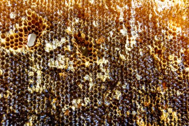 Altın nektarla dolu altıgen bal peteklerinden arı damlayan bal damlası, bal peteği yaz kompozisyonu doğal bal damlası, balmumu çerçeve arısına damlayan bal damlası, bal peteğine damlayan bal damlası