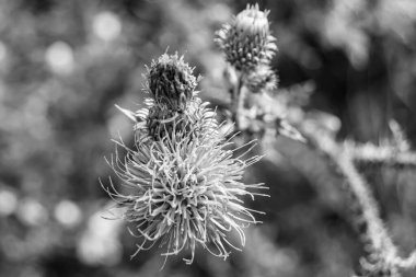 Arkaplan otlağında güzel yetişen çiçek kökü dikenli devedikeni. Çiçek kökü dikeninden çim çayırına kadar uzanan fotograf. Meadow kırsalında çiçek kökü dikenli dikenli devedikeni.