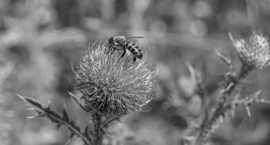 Arka planda yaban arısı kanatlı güzel bir arı, yabani çiçeklerden oluşan bir fotoğraf. Arı otlağa doğru yavaşça uçuyor bal için nektar topluyor, kır otlaklarında yabani bir çiçek arısı.