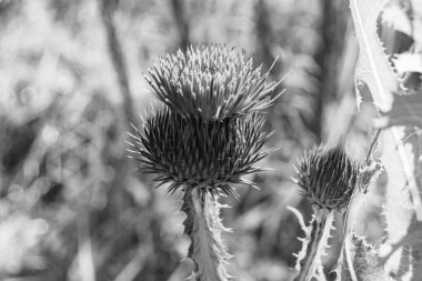 Arkaplan otlağında güzel yetişen çiçek kökü dikenli devedikeni. Çiçek kökü dikeninden çim çayırına kadar uzanan fotograf. Meadow kırsalında çiçek kökü dikenli dikenli devedikeni.