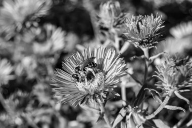 Arka planda yaban arısı kanatlı güzel bir arı, yabani çiçeklerden oluşan bir fotoğraf. Arı otlağa doğru yavaşça uçuyor bal için nektar topluyor, kır otlaklarında yabani bir çiçek arısı.