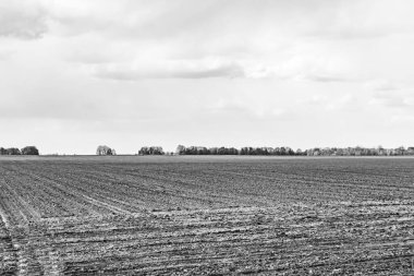 Organik hasat için büyük boş tarla fotoğrafları, gökyüzü arka planında hasat için büyük boş tarım tarlalarından oluşan fotoğraf, bu sonbahar mevsiminde hasat için boş tarla.