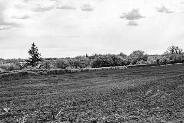 Organik hasat için büyük boş tarla fotoğrafları, gökyüzü arka planında hasat için büyük boş tarım tarlalarından oluşan fotoğraf, bu sonbahar mevsiminde hasat için boş tarla.