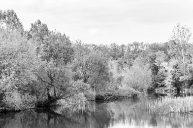 Kırsal kesimde yetişen güzel ot sazları renkli arka planda yetişiyor. Islak sularda vahşi ot bataklık kamışları, doğadan gelen uzun çimen kamışları.