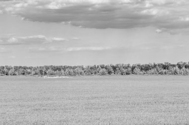 Renkli doğal arka plan üzerine köy çayırında güzel bir ufuk manzarası, uzun çayırdaki çayır köyünde ufuk manzarası, hayvan için köy otlağındaki ufuk doğa manzarası.