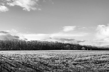 Organik hasat için büyük boş tarla fotoğrafları, gökyüzü arka planında hasat için büyük boş tarım tarlalarından oluşan fotoğraf, bu sonbahar mevsiminde hasat için boş tarla.