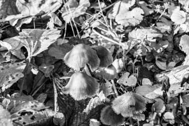 Ormanda yaprakların üzerinde büyük ve güzel zehirli mantar teması için fotoğraf, doğal zehirli mantarlardan ormanlara kadar fotoğraf, büyük ormanlarda zehirli mantarlar.