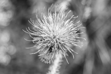 Arkaplan otlağında güzel yetişen çiçek kökü dikenli devedikeni. Çiçek kökü dikeninden çim çayırına kadar uzanan fotograf. Meadow kırsalında çiçek kökü dikenli dikenli devedikeni.