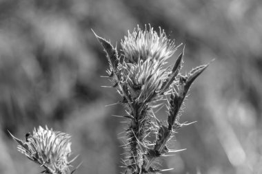 Arkaplan otlağında güzel yetişen çiçek kökü dikenli devedikeni. Çiçek kökü dikeninden çim çayırına kadar uzanan fotograf. Meadow kırsalında çiçek kökü dikenli dikenli devedikeni.