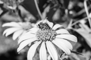 Arka planda yaban arısı kanatlı güzel bir arı, yabani çiçeklerden oluşan bir fotoğraf. Arı otlağa doğru yavaşça uçuyor bal için nektar topluyor, kır otlaklarında yabani bir çiçek arısı.