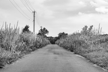 Renkli arka planda güzel boş asfalt yol, kırsal alandan geçen yeni boş asfalt yol, yeşillik kırsalında hız arabası için boş asfalt yol.