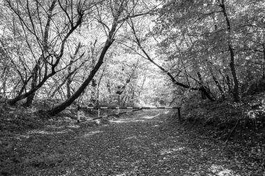 Tema üzerine fotoğrafçılık Vahşi Orman 'daki güzel patika, Vahşi Orman' a uzanan kırsal yaya yolu, İnsansız Orman 'a giden yol, Vahşi Orman' daki yaya yolu, Bu doğal doğa