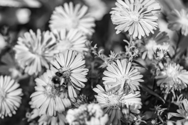 Arka planda yaban arısı kanatlı güzel bir arı, yabani çiçeklerden oluşan bir fotoğraf. Arı otlağa doğru yavaşça uçuyor bal için nektar topluyor, kır otlaklarında yabani bir çiçek arısı.
