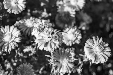 Arka planda yaban arısı kanatlı güzel bir arı, yabani çiçeklerden oluşan bir fotoğraf. Arı otlağa doğru yavaşça uçuyor bal için nektar topluyor, kır otlaklarında yabani bir çiçek arısı.